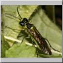 Tenthredo mesomela - Blattwespe 02 12mm Deister.jpg